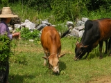 Čína 2011