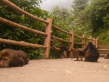 Čína 2011
