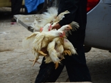 Maroko 2013
