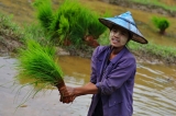 Myanmar_230