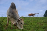 Myanmar_241