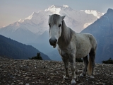 Nepal_185