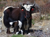 Nepal_334