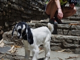 Nepal_419