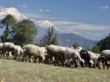 Nepal_491