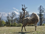 Nepal_492