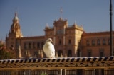Andalusie a Algarve 2019
