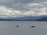 Island 2010