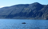 Island 2010