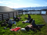 Island 2010