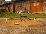 Čína 2011