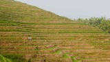 Čína 2011