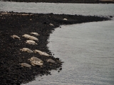 Havaj 2014