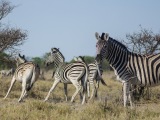 Namibia 2015