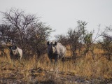 Namibia 2015