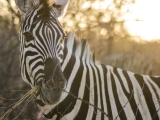 Namibia 2015