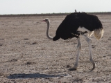 Namibia 2015