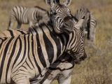 Namibia 2015