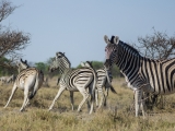 Namibia 2015