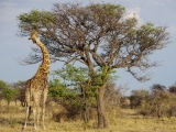 Namibia 2015