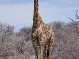 Namibia 2015