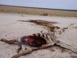 Namibia 2015