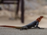 Namibia 2015