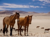 Namibia 2015