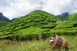 Malajsie_041