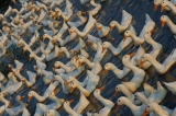 Vietnam_137