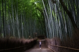 Japonsko_568