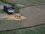 Nepal_502