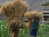 Nepal_507