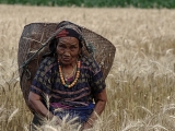 Nepal_519