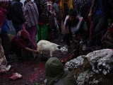 Nepal_581