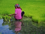 Nepal_765