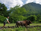 Nepal_796