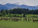 New Zealand 2017