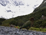 New Zealand 2017
