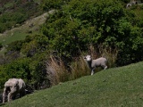 New Zealand 2017