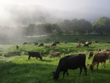 New Zealand 2017
