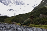 New Zealand 2017