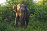 Sri Lanka 2022