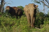 Sri Lanka 2022