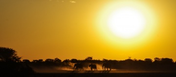 Safari