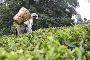 Darjeeling