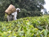Darjeeling